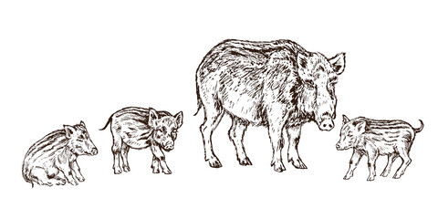 Wild boar (Sus scrofa) pig standing with small piglets,  gravure style ink drawing illustration isolated on white