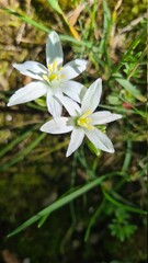 white spring flowers
