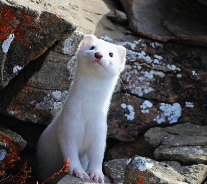 El armi&ntilde;o (Mustela erminea) es una especie de mam&iacute;fero carn&iacute;voro de la familia Mustelidae. En el verano, el pelaje es pardo o marr&oacute;n en el dorso, y blanco o blanco amarillento en el pecho.
