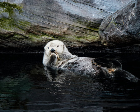 Animal and Nature Photos