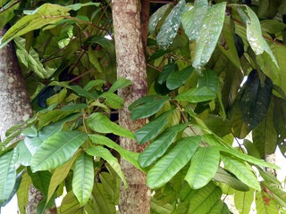 
Carapa guianensis is a species of tree in the family Meliaceae, also known by the common names...