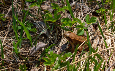 Common frog, also known as the European common brown frog or European grass frog, sitting in spring grass