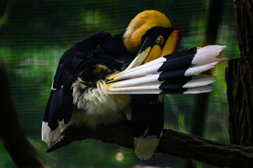 Buceros bicornis - Yellow-billed hornbill in an aviary on a branch.