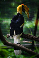 Buceros bicornis - Yellow-billed hornbill in an aviary on a branch.