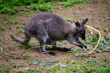 Gray kangaroo eating twigs outdoors.