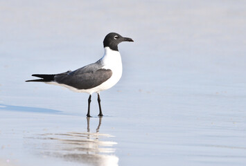 Seagull on the Beach