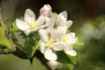 Fototapeta na wymiar White blooming pear tree, flowers close up. Super soft image with distinct bokeh - modified lens construction.