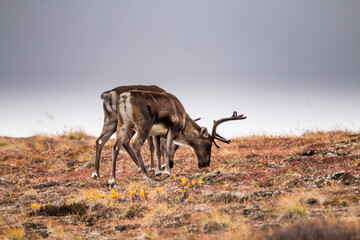 herd of reindeers in their natural habitat inside Denali national park in Alaska during autumn.
