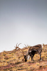 Naklejka premium herd of reindeers in their natural habitat inside Denali national park in Alaska during autumn.