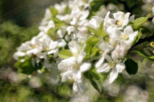 White blooming apple tree, flowers close up. Super soft image with distinct bokeh - modified lens construction.