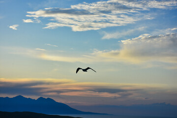 Fototapeta premium silhouette of a bird on cloudy sunset