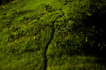 green moss on a unknown path
