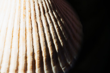 Enlarged image of a seashell