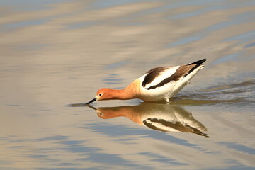 American Avocet catching some food in a river - 433704549