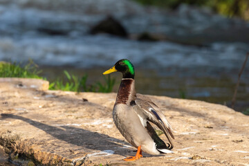 Mallard duck on the Yarkon River in Tel Aviv in an early spring morning. Israel.