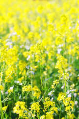 Fototapeta premium Yellow mustard flowers in an agricultural farm field