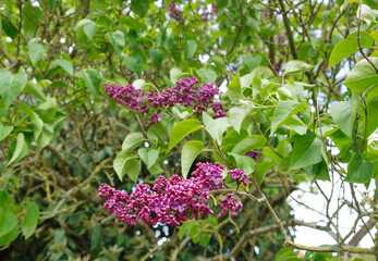 flowers on the tree, spring