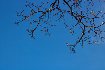Bare tree branches against the blue sky on a spring day
