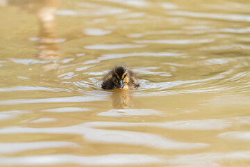 Baby Mallard duck in early spring morning in Ramat Gan park. Israel.