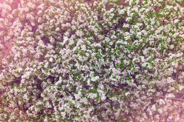 Fototapeta premium Fpple flowers on tree. Botanical texture for spring background, wallpaper. Dense bloom on in the garden in springtime. Suitable for printing cover, gift paper