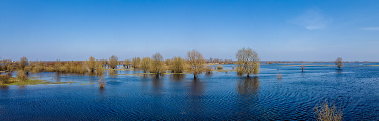 Flooded trees during a period of high water. Trees in water. Landscape with spring flooding of Pripyat River near Turov, Belarus.