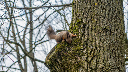 Fototapeta na wymiar Red squirrel looking down from a tree in spring with copy space. Wild animal concept.