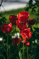 red poppy flowers