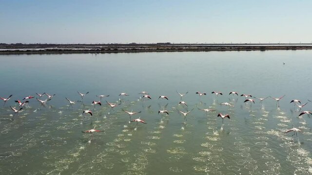 Etangs, vignes et flamants roses dans le sud de la France