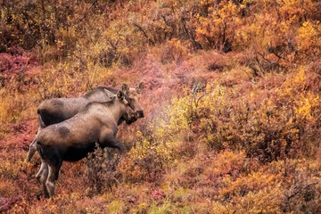 moose in in its natural habitat in the tundra Denali national PArk in Alaska.