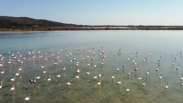 Etangs, vignes et flamants roses dans le sud de la France
