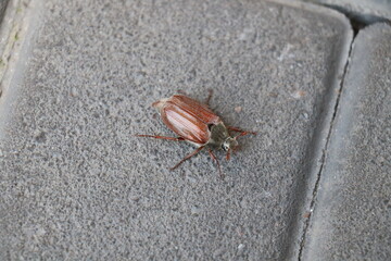 Chafer Beetle on the  sidewalk