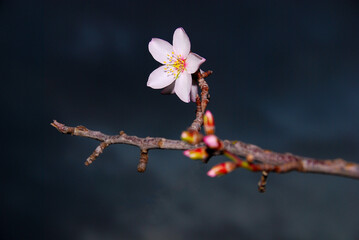 Flower of an almond tree