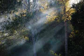Fototapeta na wymiar Forest with the light on the fog