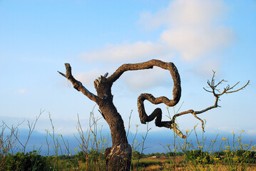 Fototapeta premium Estrange tree in Mallorca, Balearic Islands