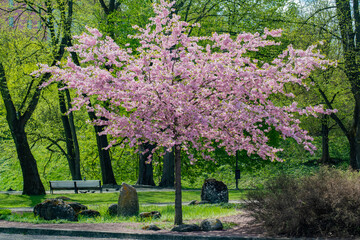 Sargent's cherry tree or North Japanese hill cherry (Prunus sargentii) blooming in the park with pink blossom in spring