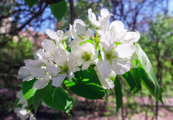White cherry blossom in public park in spring