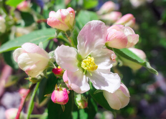 Fototapeta na wymiar Tender pink apple flowers in public park