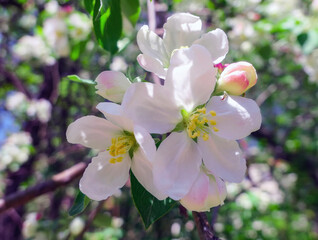 Tender pink apple flowers in public park