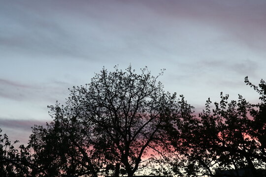Silhouettes of trees against a pink sky at sunset