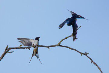young swallow on the branch