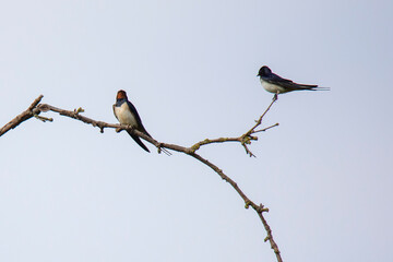 young swallow on the branch