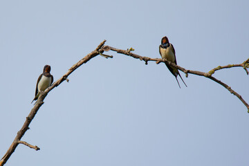 young swallow on the branch