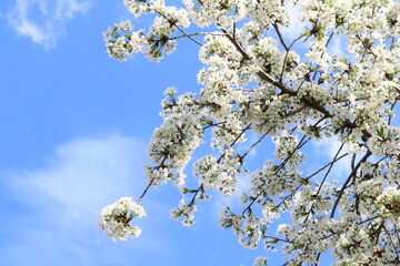 Cherry branch with flowers against the sky on a sunny day