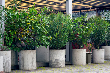 gray cement concrete flowerpots with deciduous plants in the backyard with a canopy, minimalist...