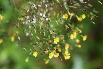 Fototapeta premium Oriental false hawksbeard fluff after flowers. Asteraceae weed.