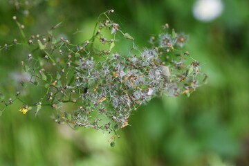 Oriental false hawksbeard fluff after flowers. Asteraceae weed.