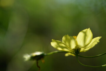 Light Yellow Flower of Cosmos in Full Bloom
