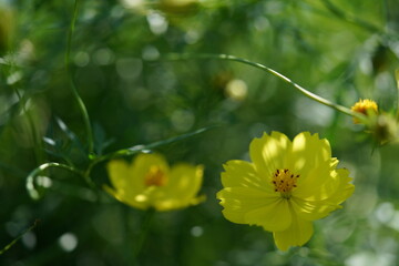 Light Yellow Flower of Cosmos in Full Bloom
