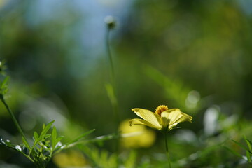 Light Yellow Flower of Cosmos in Full Bloom
