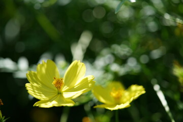 Light Yellow Flower of Cosmos in Full Bloom
